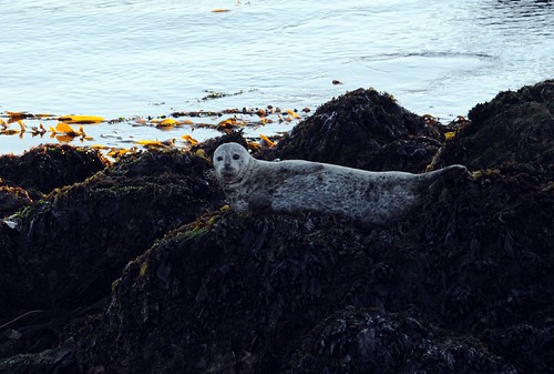 harbour seal2