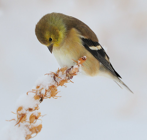 American Goldfinch Searching for Seeds