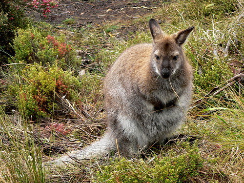 Evil looking wallaby