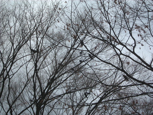 Crows at Yoyogi Park