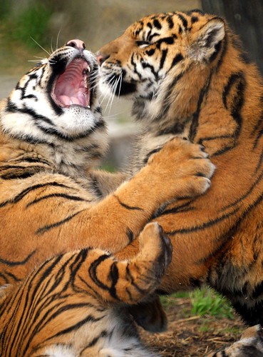Images Of Tigers Fighting. Sumatran Tigers Fighting: San