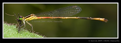 7.5 Damselfly - Agriocnemis rubescens... eating a mosquito ...