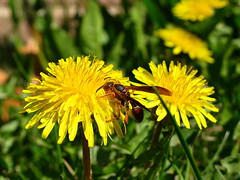 Flower & Wasp
