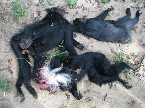 4 dead monkeys killed by a calibre 12 shotgun