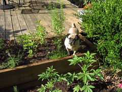 norman in the herb garden