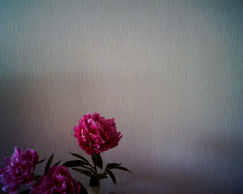 【写真】VQ1005で撮影した芍薬の花