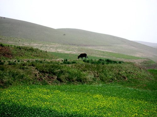 An ox eating grass