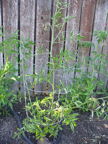 Big tomato plant