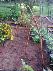 teepees for sugar snap peas