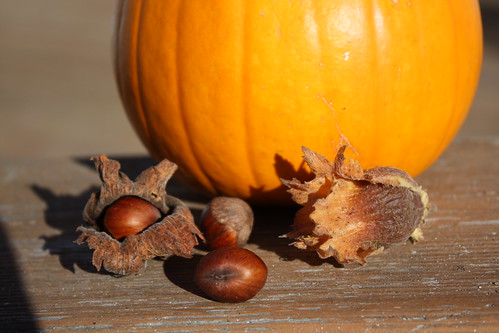 Hazelnuts and Pumpkin