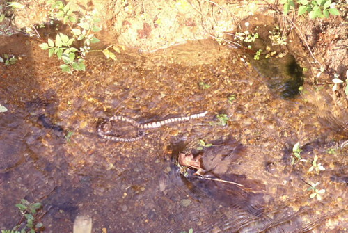 赤腹游蛇是淡水性濕地的變化指標，圖中的赤腹游蛇因濕地所涵養的水不足而死亡了