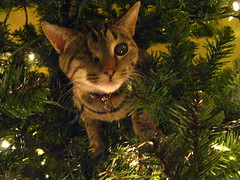 Maggie up in the Christmas tree (again and again)