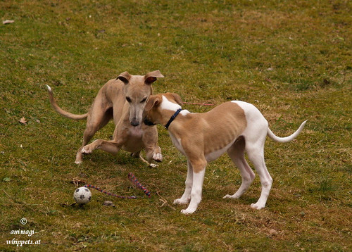 Whippets: Coco & QUentin