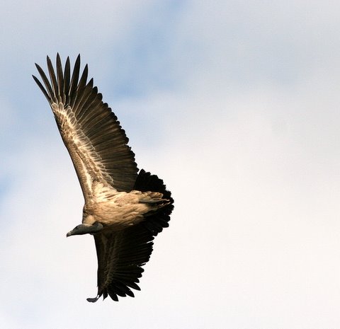 longbilled vulture in flight 021207