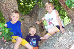 Morgan Boys in a Tree