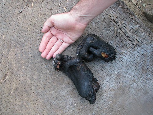The hads of the dead bonobo male