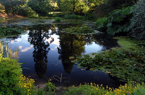 Beautiful Pond
