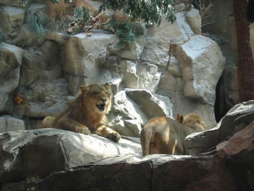 Mgm Grand Las Vegas Lions. Lion Habitat at the MGM Grand