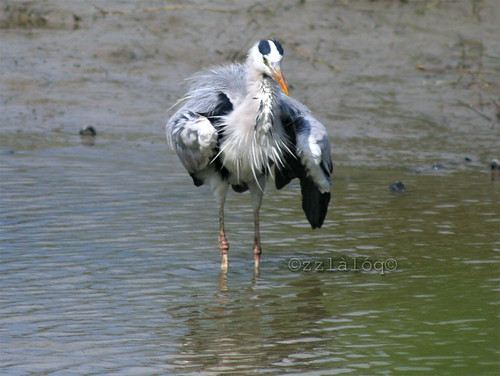 Grey Heron Swallowing Fish 6