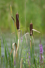 Cattails and Loosestrife