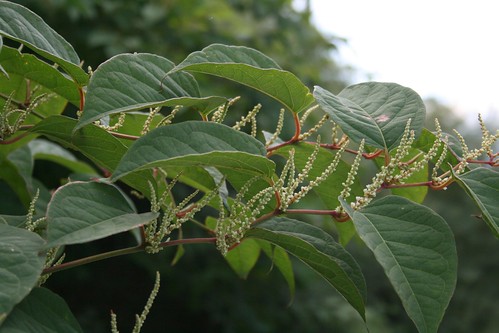 Japanese Knotweed a real problem plant by arrowlakelass