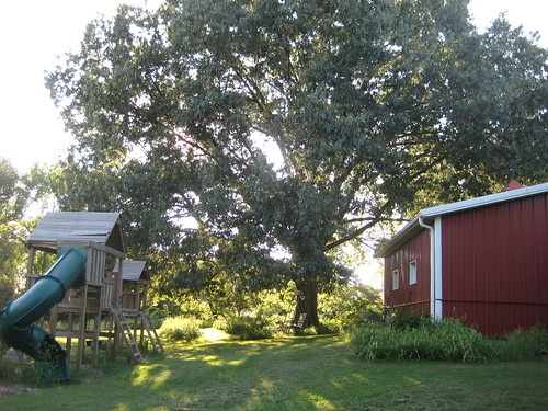 back yard in early evening