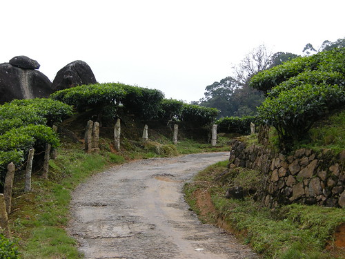 Pothamedu Tea Plantation