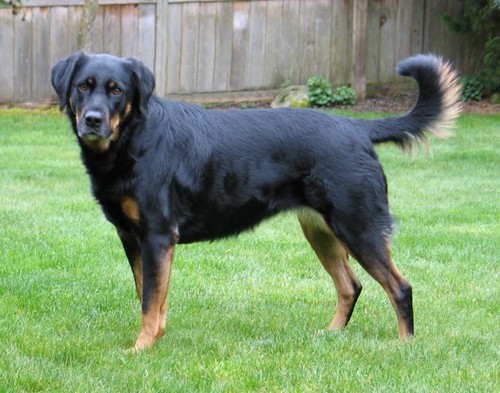 What is a black Lab-Rottweiler mix called?