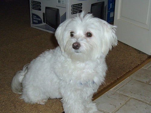 Small Short Haired Dog Breeds. The Maltese is a small breed