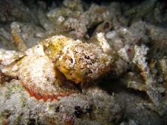 Humpback Scorpionfish
