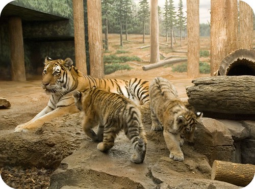 tiger mama cubs