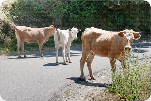 Cows in the way