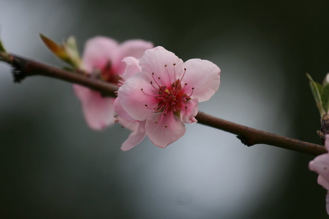 Sakura~