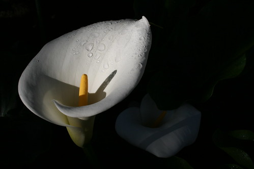 calla, the morning after it rained