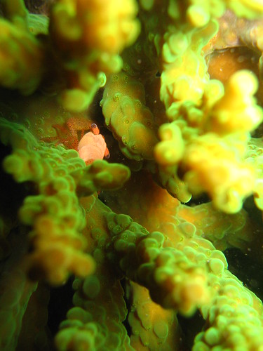 shrimp in acopora coral