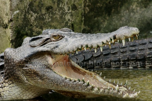 croc-hunting17