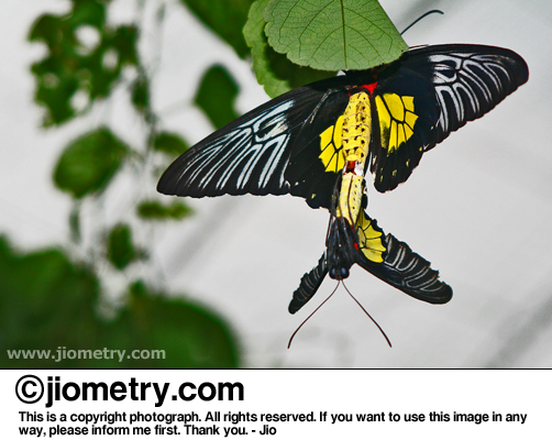 Cairns Birdwing butterflies