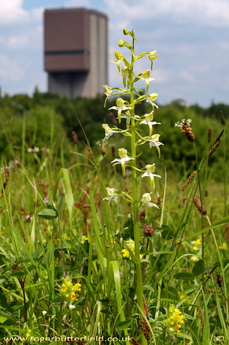 Greater Butterfly Orchid at Maltby Common © Roger Butterfield