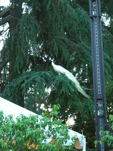White peacock in a tree at the Playboy Mansion