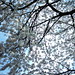 陽光桜（2009.03.19）