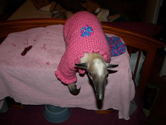 Pua in her new sweater