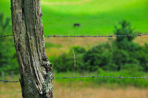 Fence and Horse