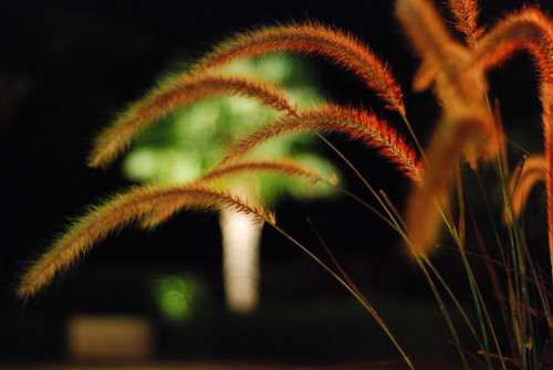 Night Grass