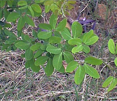 金龜樹的葉