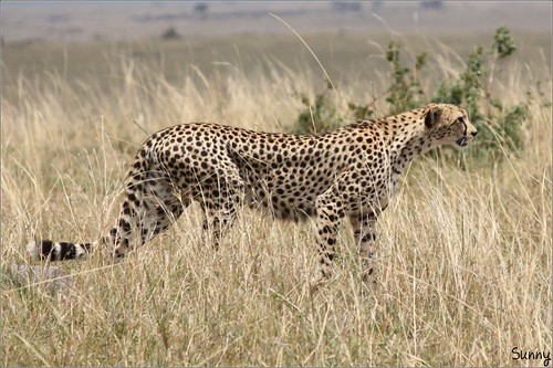 你拍攝的 55 Masai Mara - Leopard。