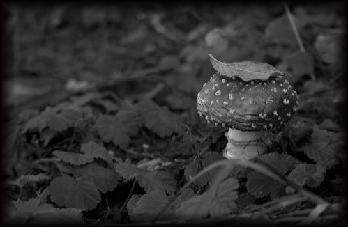 alice's mushroom