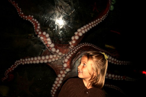 lulu & the octopus.