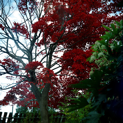 Maple-tree