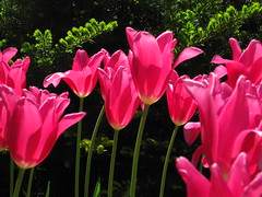 tulips in Ottawa
