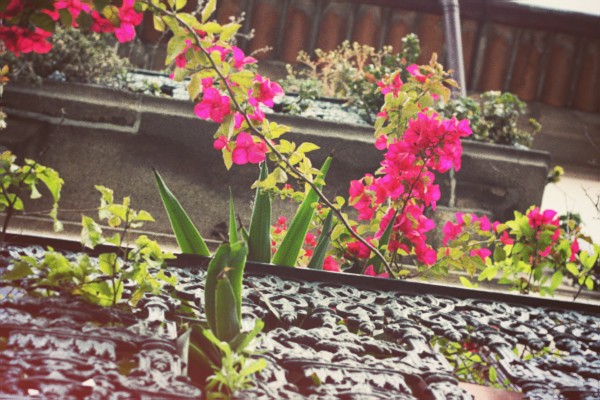 fleurs-balcon.jpg_effected